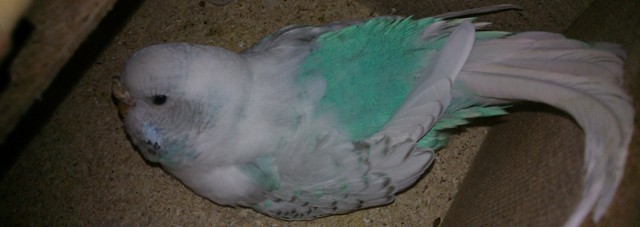 Pořízení andulky