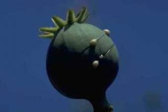 Věštění, kouř a opium
