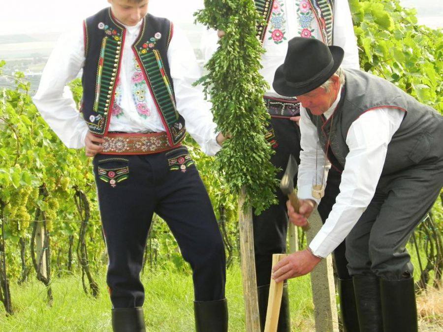 Dějiny národa Českého - VINOBRANÍ